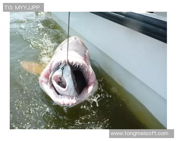 鹰部与南部鲨鱼的激烈对决谁能在赛场上笑傲群雄